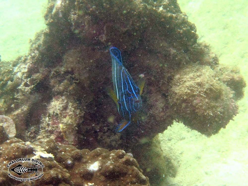 Image of Blue Ring Angelfish