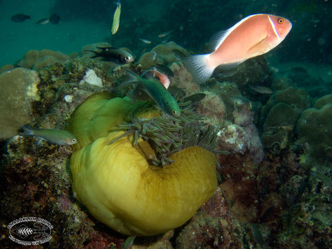 Image of Pink anemonefish