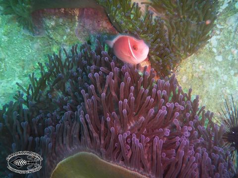 Image of Pink anemonefish