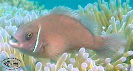 Image of Pink anemonefish