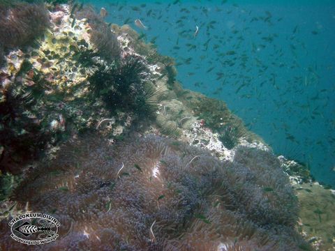 Image of Pink anemonefish