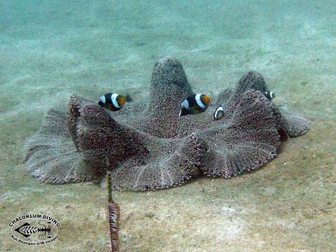 Image of Saddleback clownfish