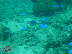 Image of Blue damsel