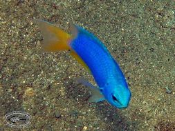 Image of Blue damsel