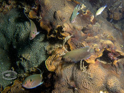 Image of Brown demoiselle