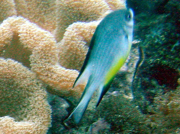 Image of White-belly damsel