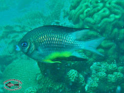 Image of White-belly damsel