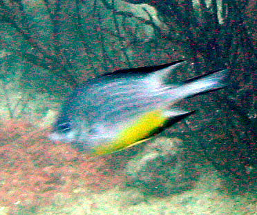 Image of White-belly damsel