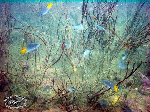 Image of Orange-tailed damsel-fish