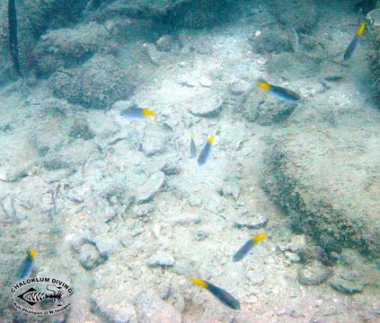 Image of Orange-tailed damsel-fish