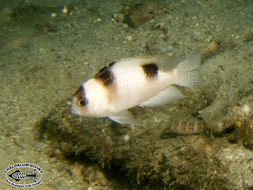 Image of Banded damsel