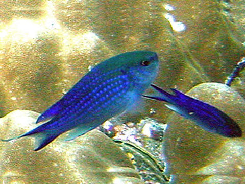 Image of Blue damsel