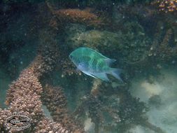 Image of Staghorn damsel