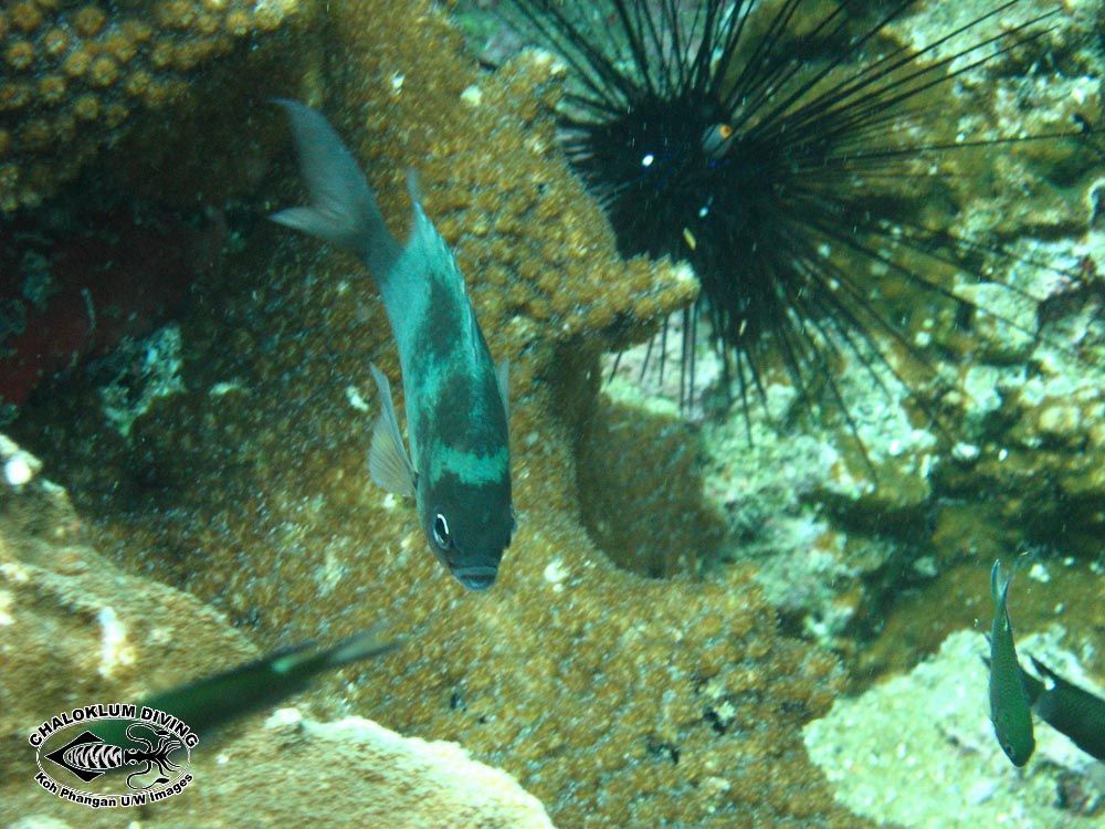 Image of Staghorn damsel