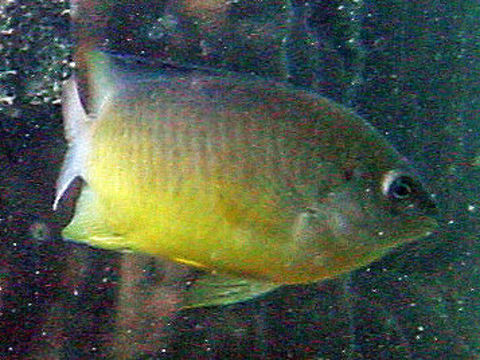 Image of White-tail damsel