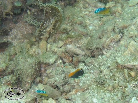 Image of White-tail damsel