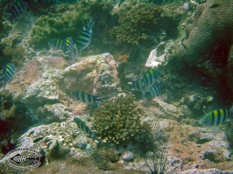 Image de Sergent-major de Mer Rouge