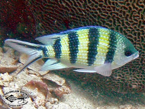 Abudefduf sexfasciatus (Lacepède 1801) resmi