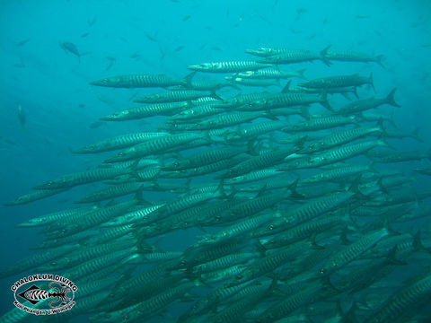 Image of Blackfin barracuda