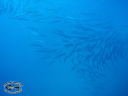 Image of Blackfin barracuda