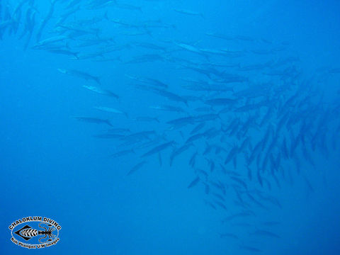 Image of Blackfin barracuda