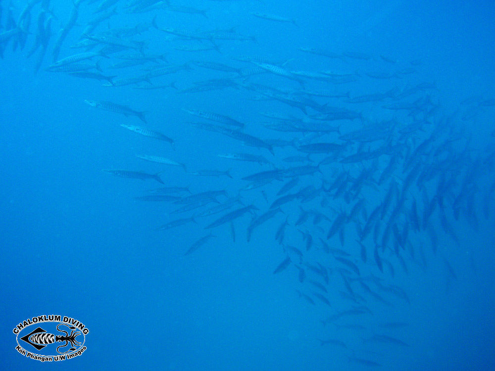 Image of Blackfin barracuda