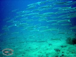 Image of Blackfin barracuda