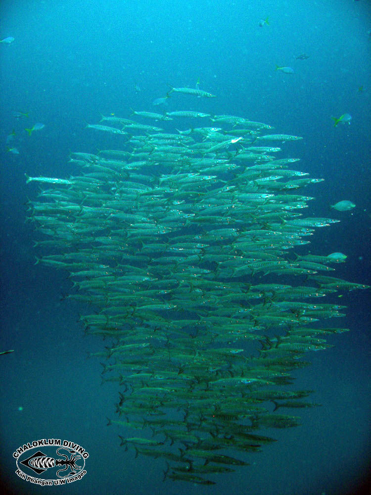 Image of Blackfin barracuda