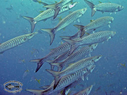 Image of Blackfin barracuda