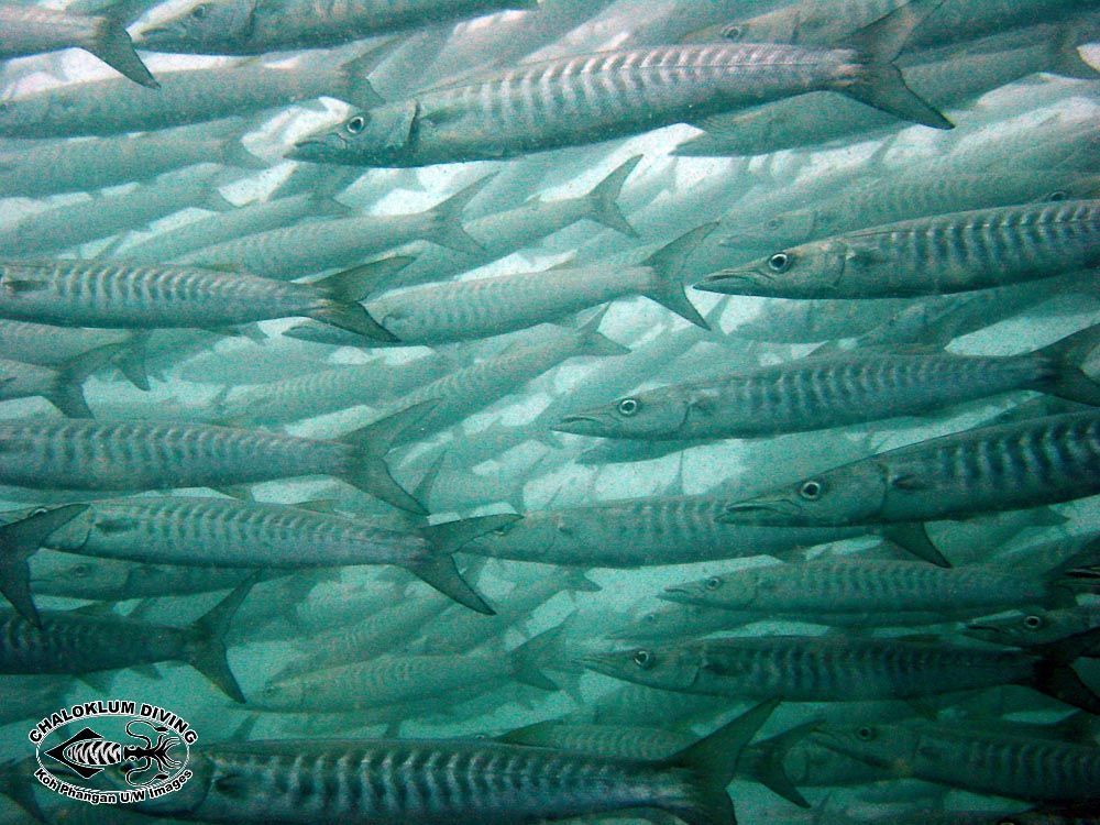 Image of Blackfin barracuda