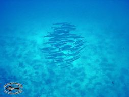 Image of Blackfin barracuda