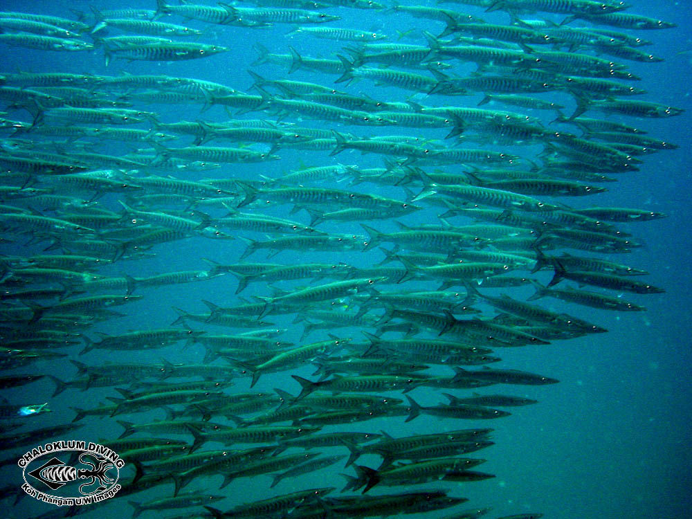 Image of Blackfin barracuda