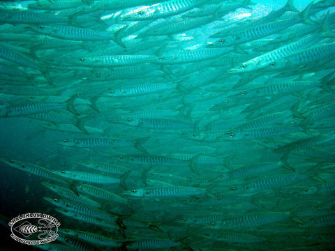 Image of Blackfin barracuda