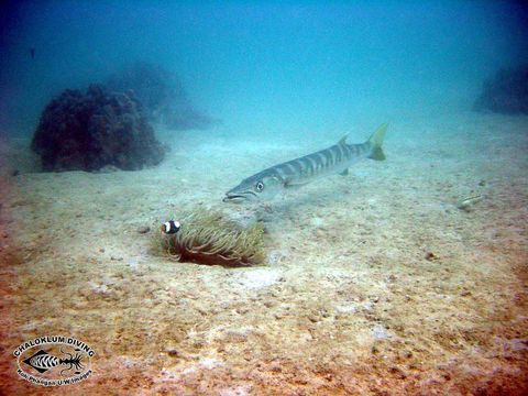 Image of Jello barracuda