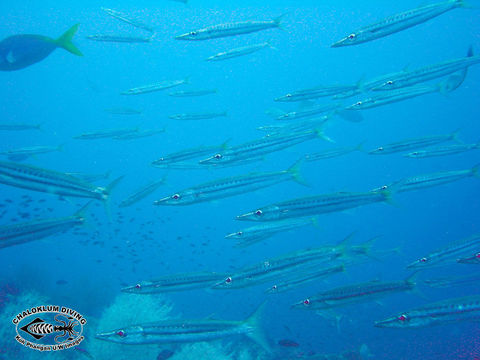 Image of Yellowtail barracuda