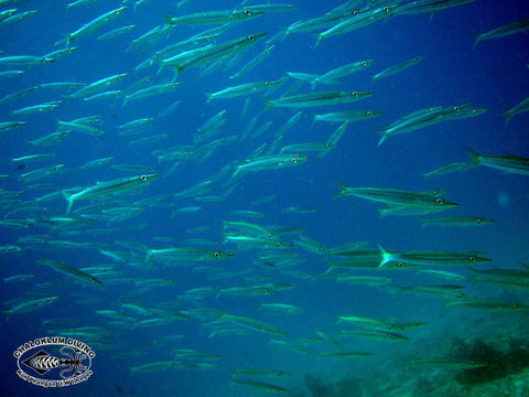 Image of Yellowtail barracuda