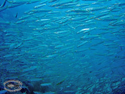 Image of Yellowtail barracuda