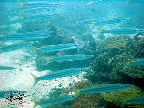 Image of Yellowtail barracuda