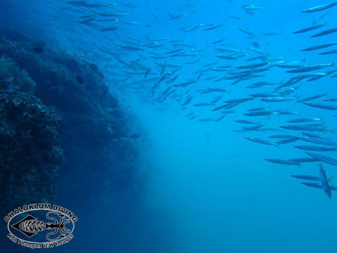 Image of Yellowtail barracuda