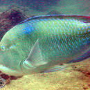 Image of Blackspot Tuskfish