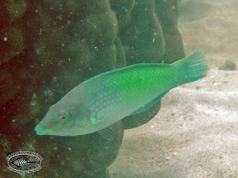 Image of Checkerboard wrasse