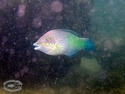 Image of Checkerboard wrasse