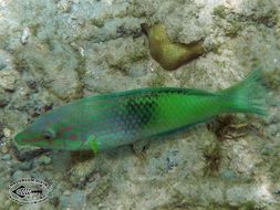 Image of Checkerboard wrasse