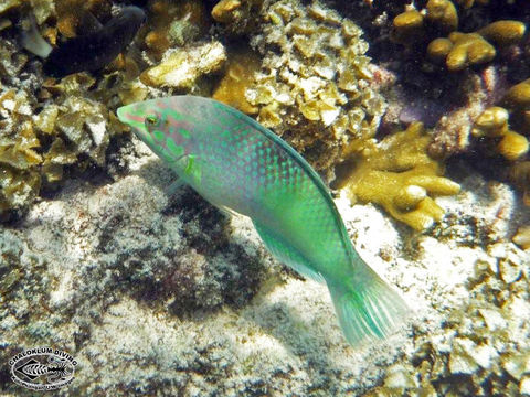 Image of Checkerboard wrasse