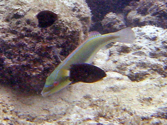 Image of Cutribbon wrasse