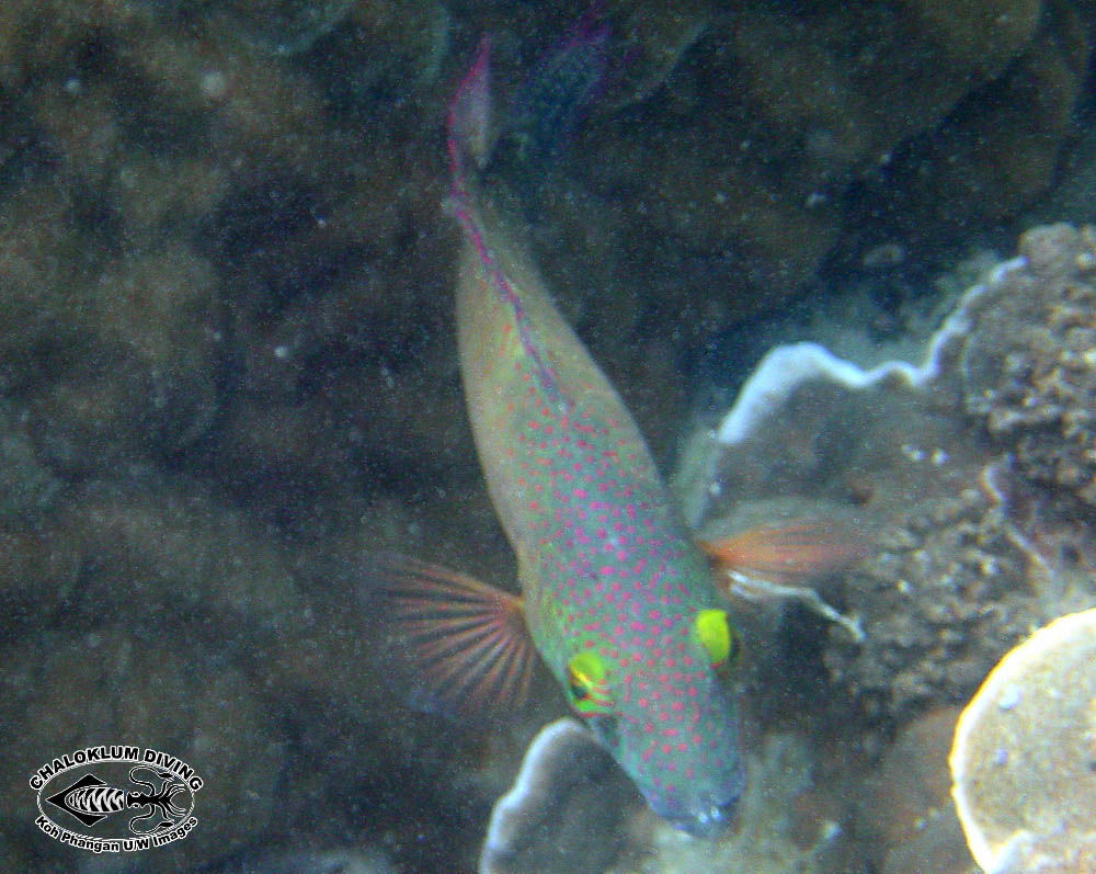 Image of Floral wrasse