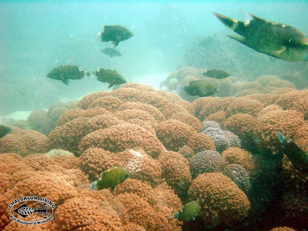 Image of Floral wrasse