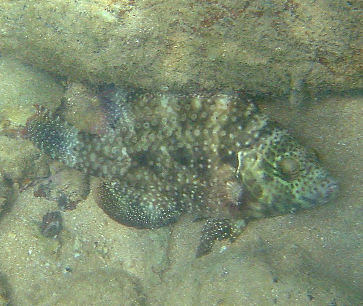 Image of Floral wrasse