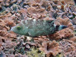 Image of Floral wrasse