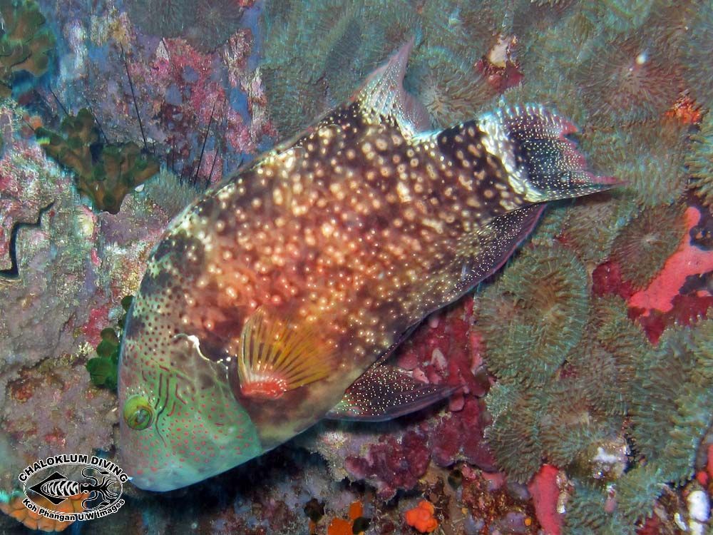 Image of Floral wrasse